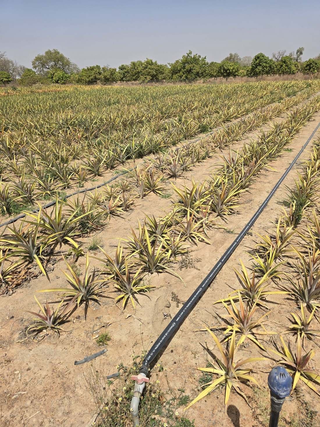 Jeunes plants d'ananas irrigués