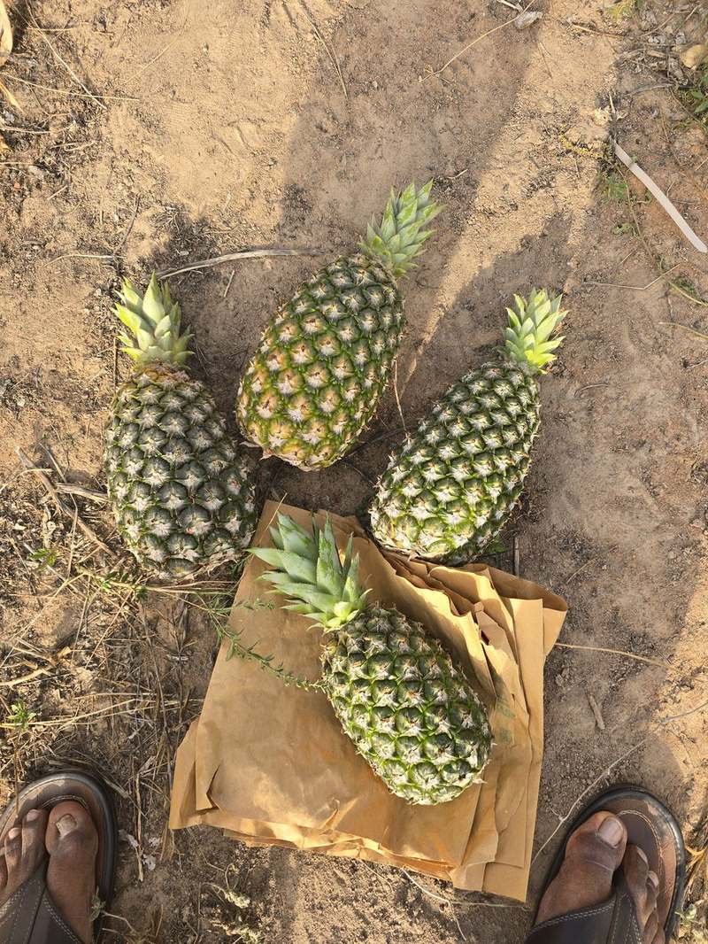 Récolte d'ananas, protection papier kraft