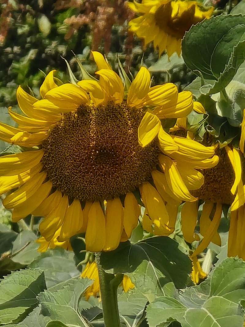 Tournesol gros plan